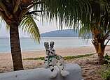 Kuscheltier-Seehas sitzt an Strand auf der Insel Tioman, Meer im Hintergrund