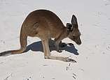 Seehase sitzt neben Kangaroo im Sand