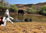 Seehas-Kuscheltier vor Elefant in Wasserloch