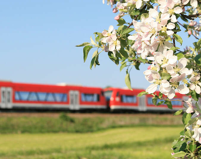 Zug fährt durch blühende Obstplantagen