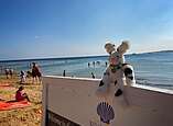 Seehas sitzt auf Mauer am Strand